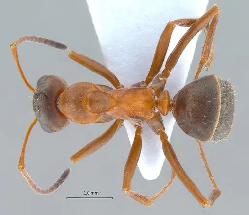 Formica clara - ANTWEB1008067