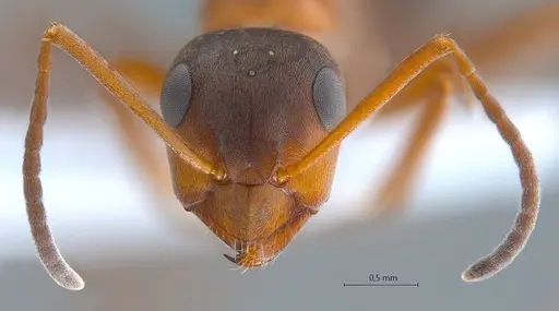 Formica clara - ANTWEB1008067
