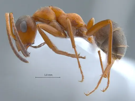 Formica clara - ANTWEB1008067