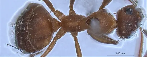 Formica clara - ANTWEB1008388