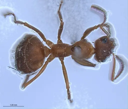 Formica clara - ANTWEB1008388