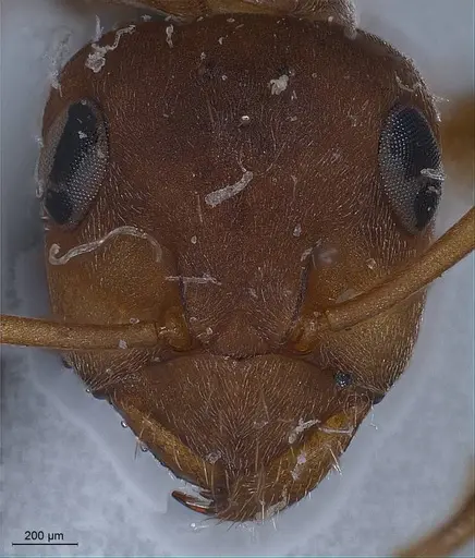 Formica clara - ANTWEB1008388