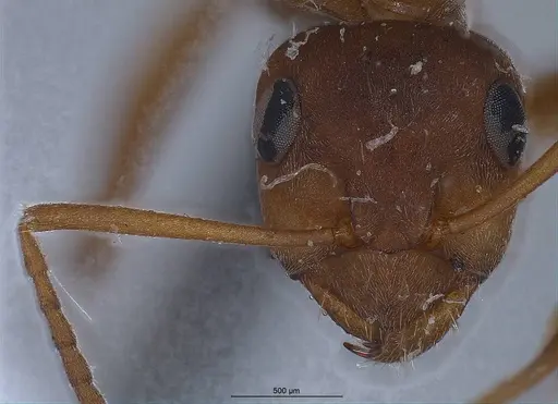 Formica clara - ANTWEB1008388