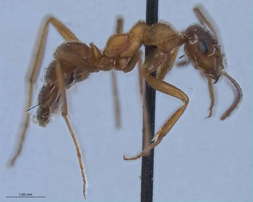 Formica clara - ANTWEB1008388