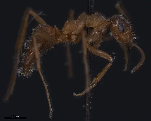 Formica clara - ANTWEB1008388