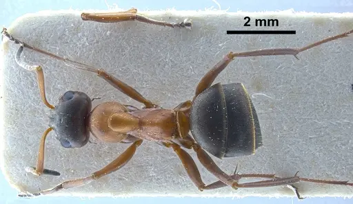 Formica clara - ANTWEB1041261