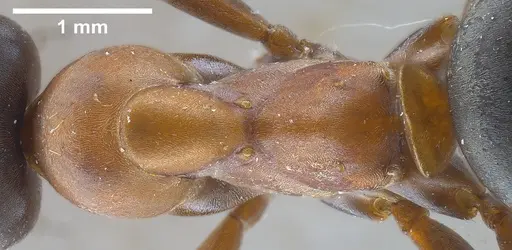 Formica clara - ANTWEB1041261