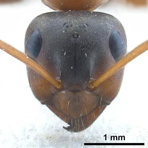 Formica clara - ANTWEB1041261