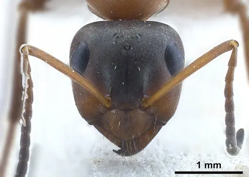 Formica clara - ANTWEB1041261