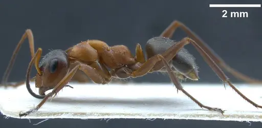 Formica clara - ANTWEB1041261