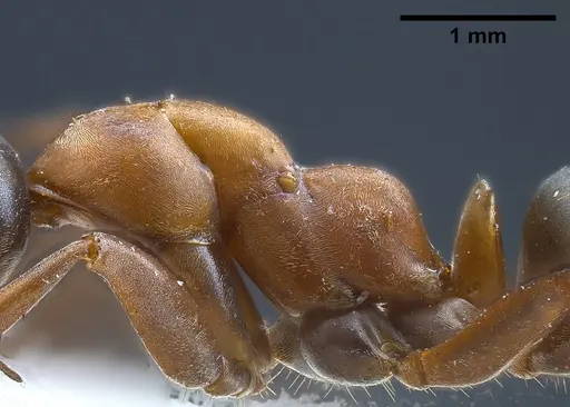 Formica clara - ANTWEB1041261