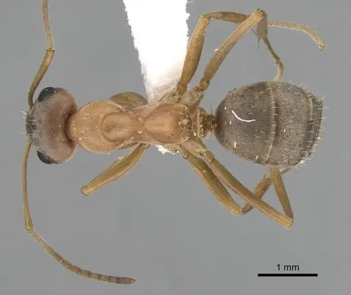 Formica clara - CASENT0280383