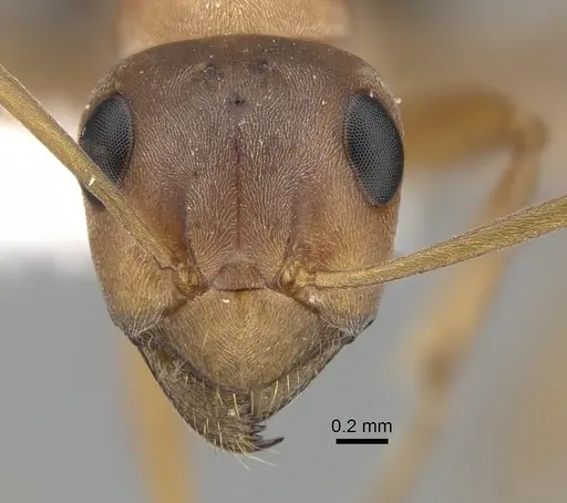 Formica clara - CASENT0280383