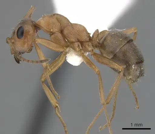 Formica clara - CASENT0280383