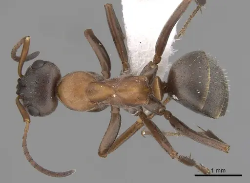 Formica clara - CASENT0280388