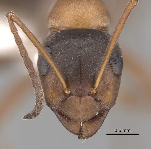 Formica clara - CASENT0280388