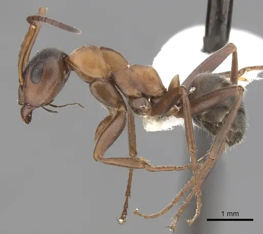 Formica clara - CASENT0280388