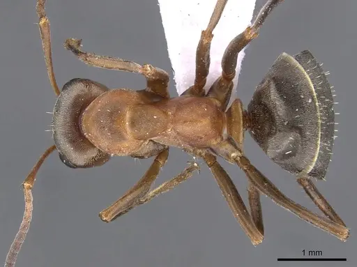 Formica clara - CASENT0910237