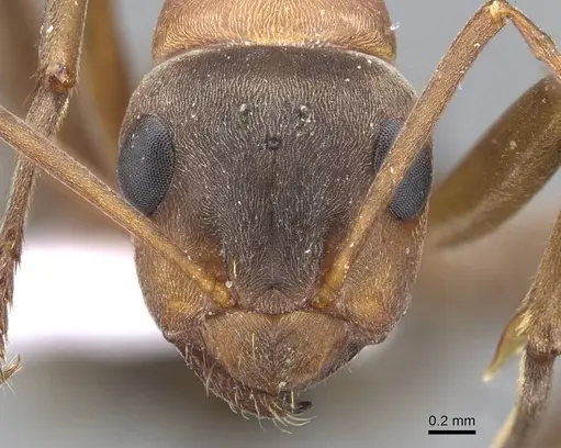 Formica clara - CASENT0910237