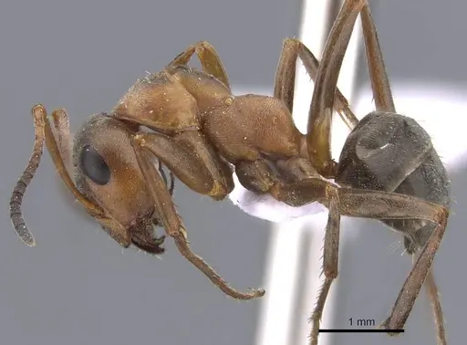 Formica clara - CASENT0910237