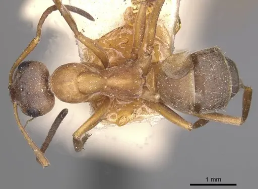 Formica clara - CASENT0911077