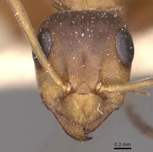 Formica clara - CASENT0911077