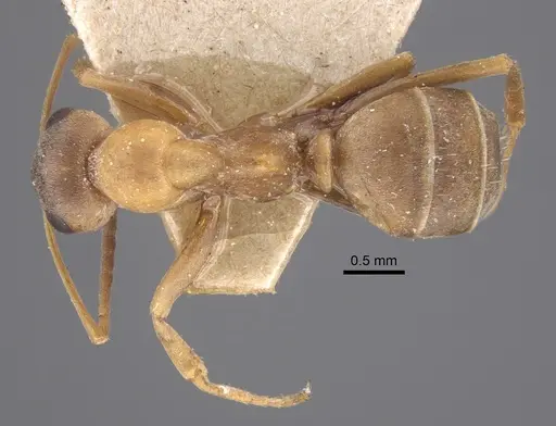 Formica clara - CASENT0917874