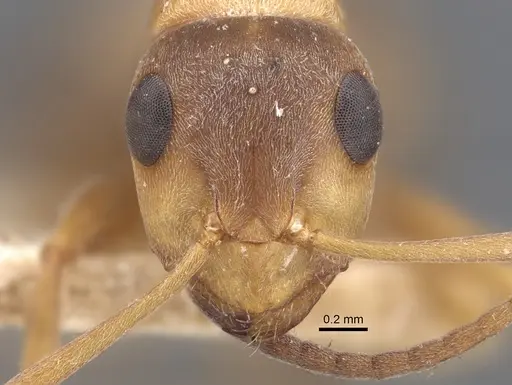 Formica clara - CASENT0917874