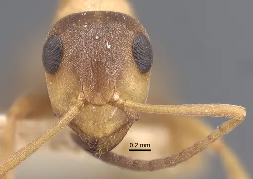 Formica clara - CASENT0917874