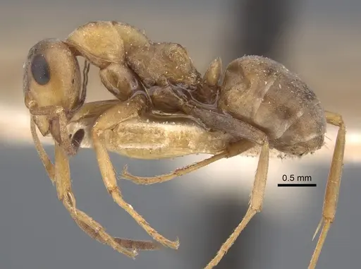 Formica clara - CASENT0917874