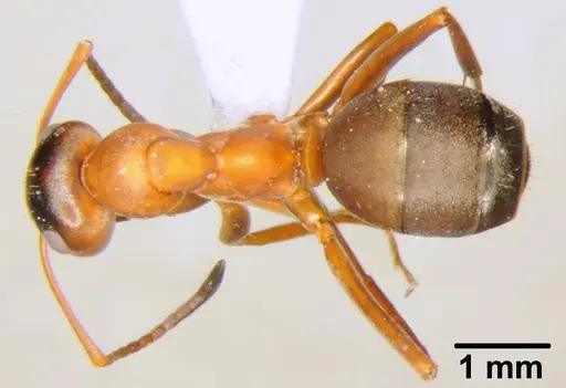 Formica clara - CFH000002