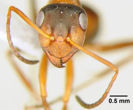 Formica clara - CFH000002