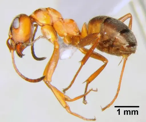 Formica clara - CFH000002