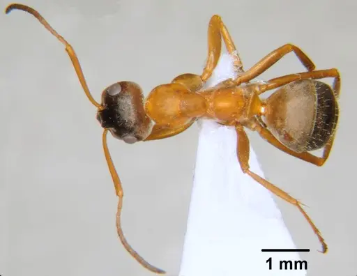 Formica clara - CFH000004