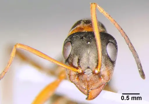 Formica clara - CFH000004