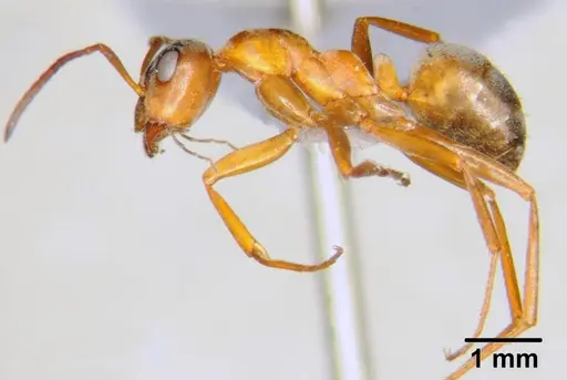 Formica clara - CFH000004