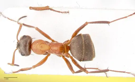 Formica clara - FOCOL0761