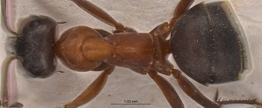 Formica clara - FOCOL0761