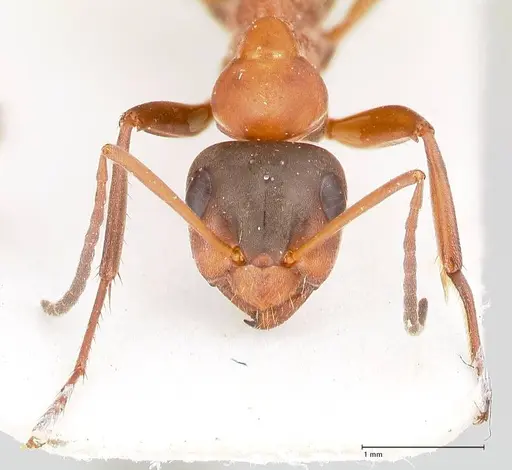 Formica clara - FOCOL0761