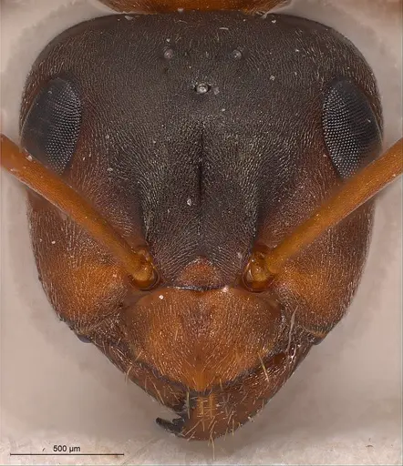 Formica clara - FOCOL0761