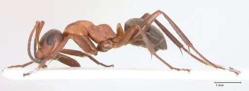 Formica clara - FOCOL0761