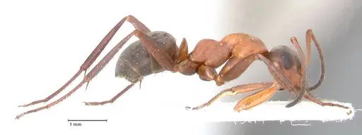 Formica clara - FOCOL0761