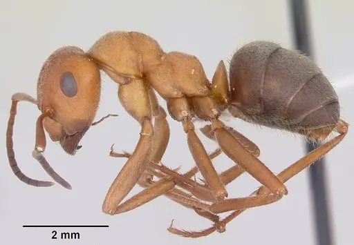 Formica coloradensis specimen