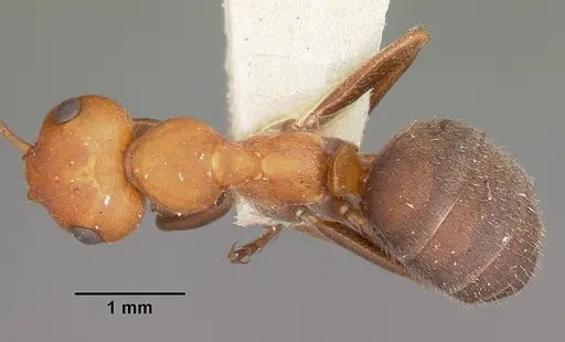 Formica comata specimen