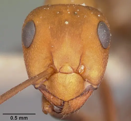 Formica comata specimen