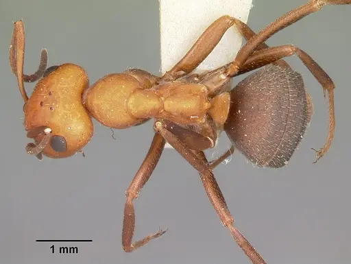 Formica comata - CASENT0104684