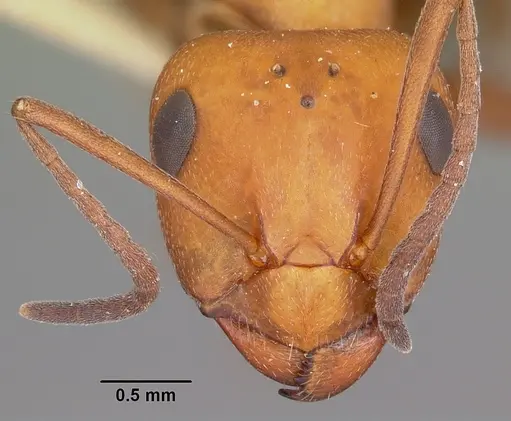 Formica comata - CASENT0104684