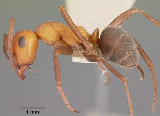 Formica comata - CASENT0104684