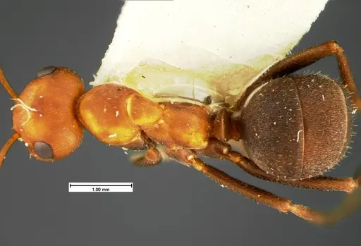 Formica comata - CASENT0105593