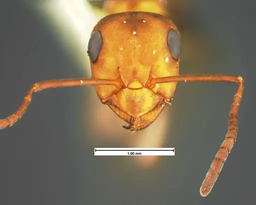 Formica comata - CASENT0105593